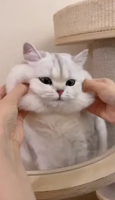 animal