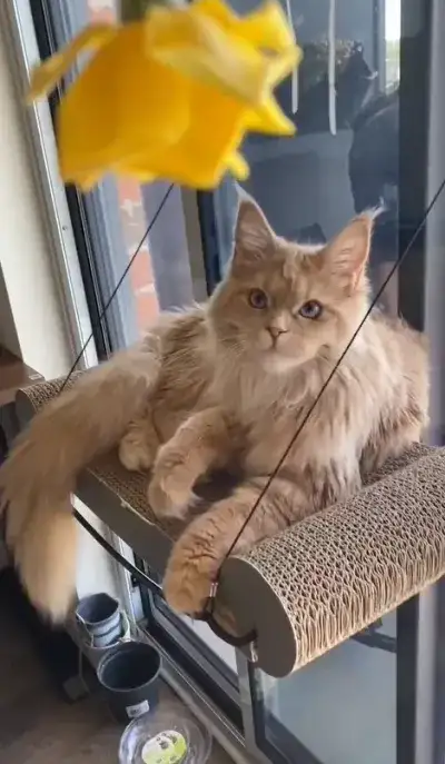 animal