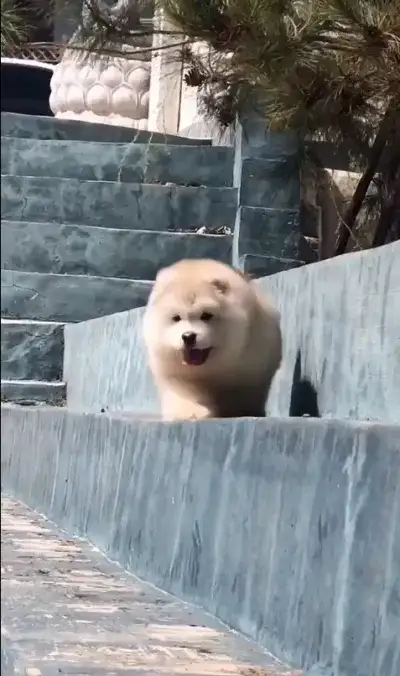 animal
