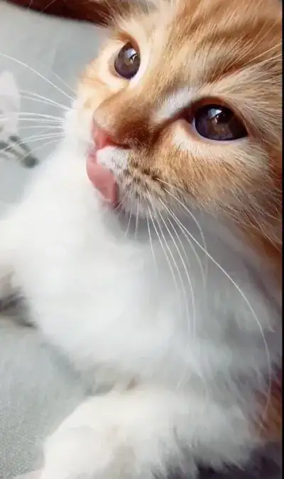 animal