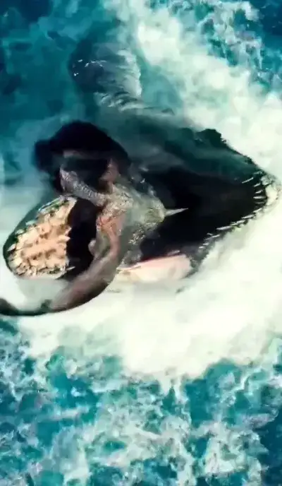 animal