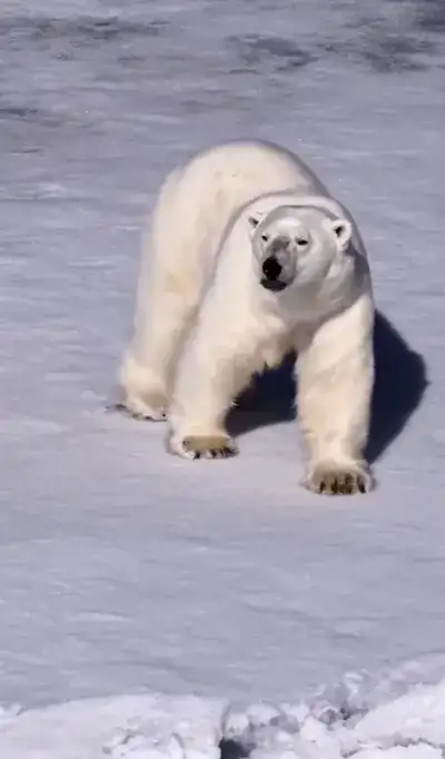 animal