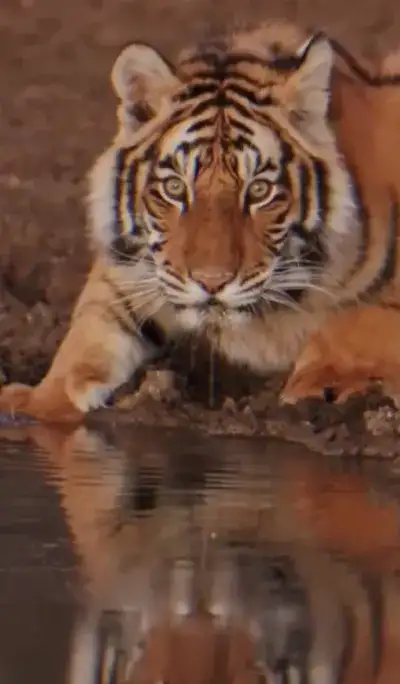 animal