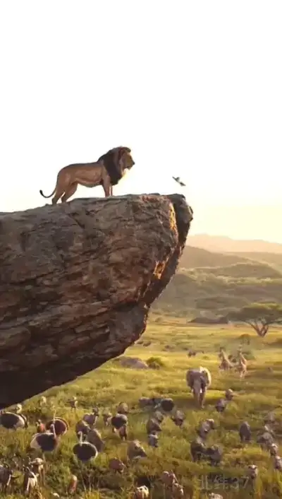 animal