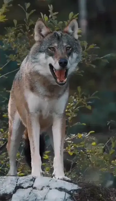 animal