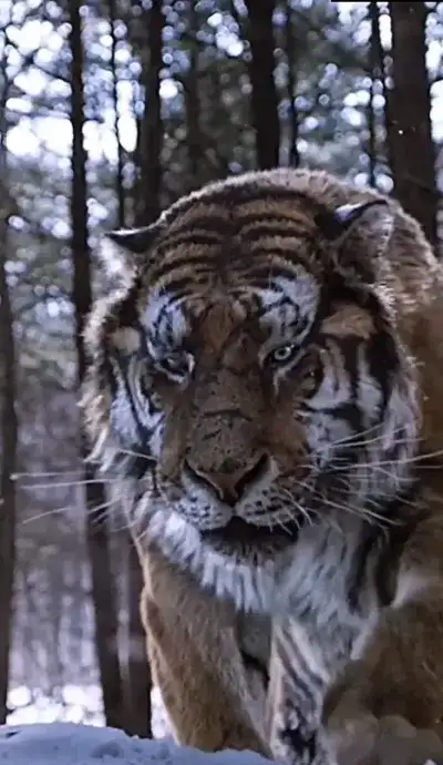 animal