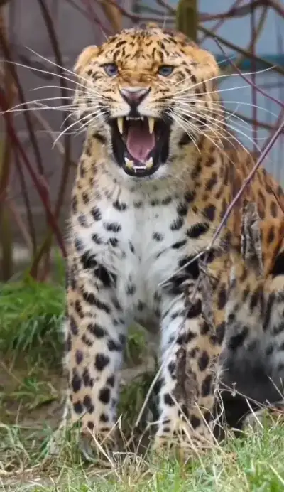 animal