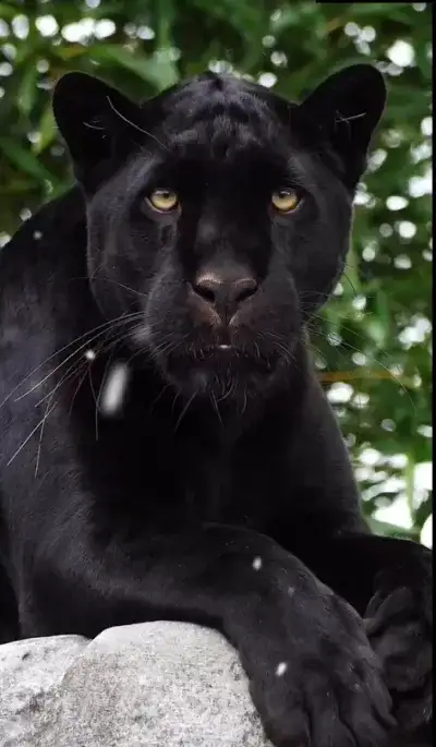 animal