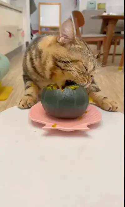 animal