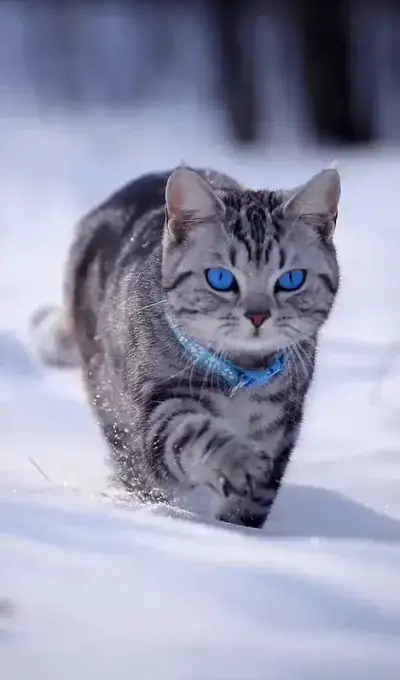 animal