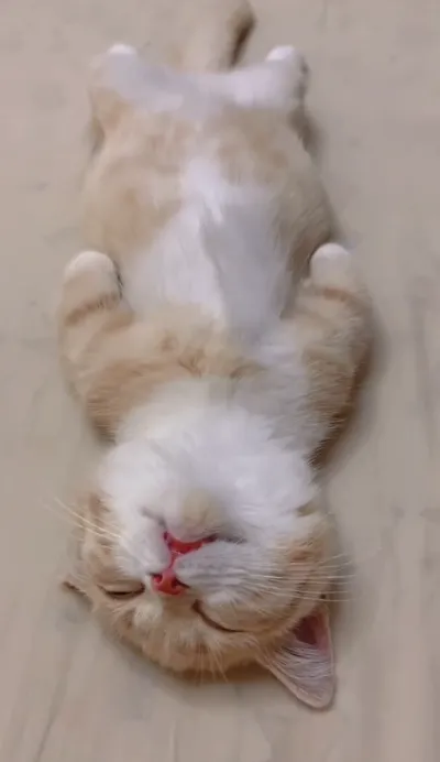 animal