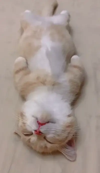 animal