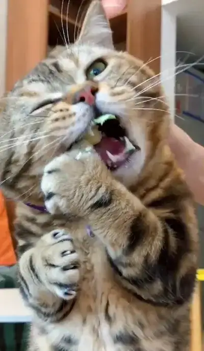 animal