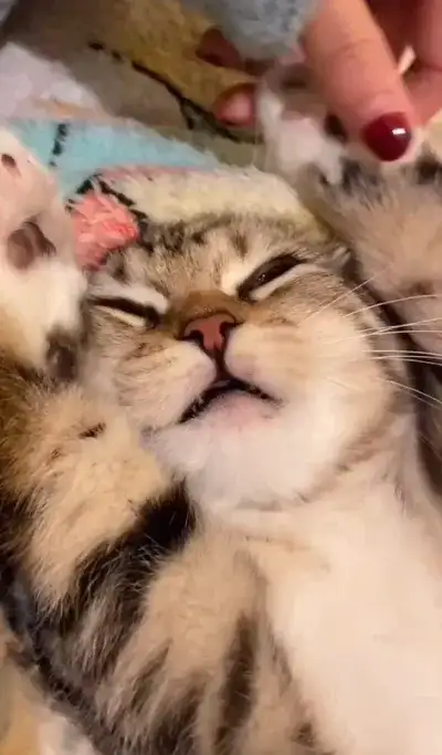 animal