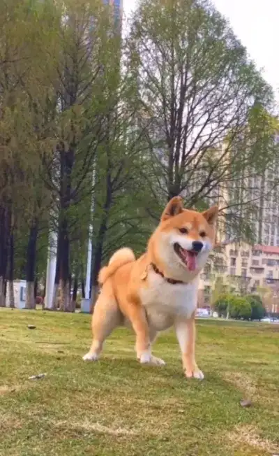 animal