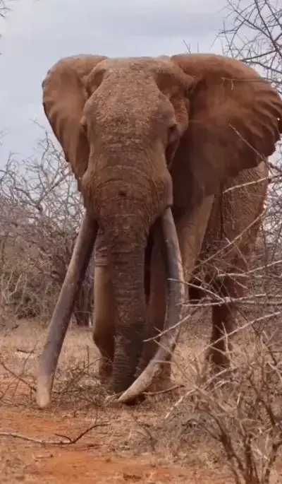animal