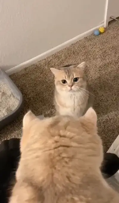 animal