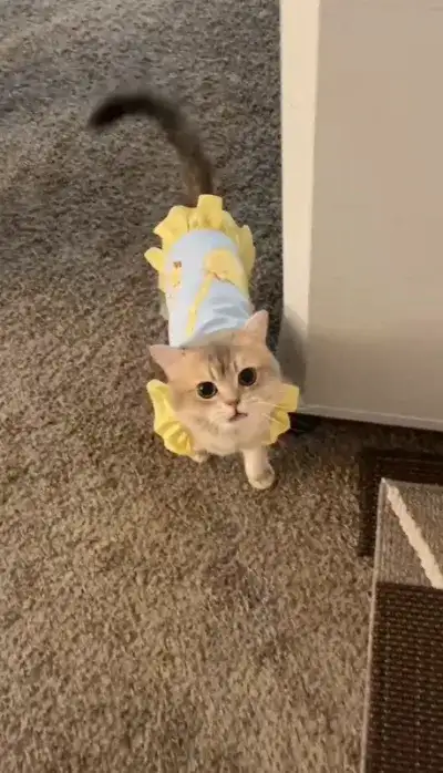 animal