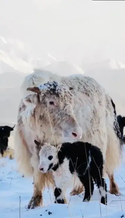 animal
