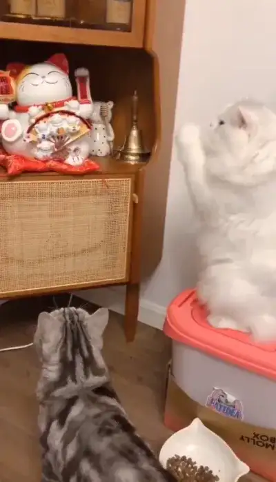 animal