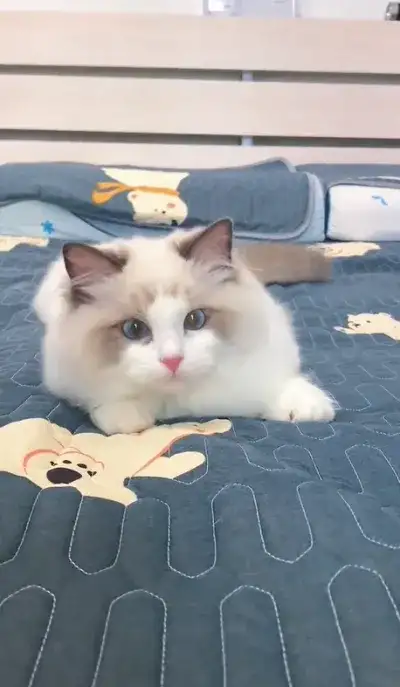 animal