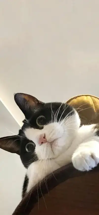animal