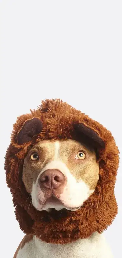animal
