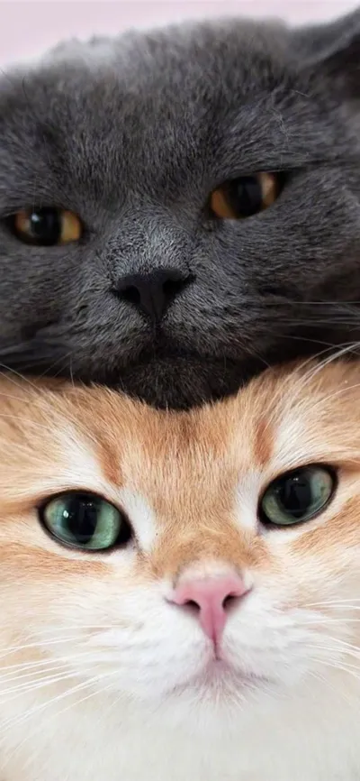 animal