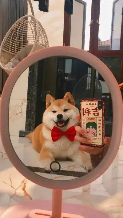 animal