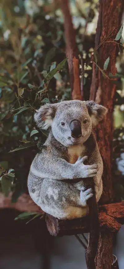 animal