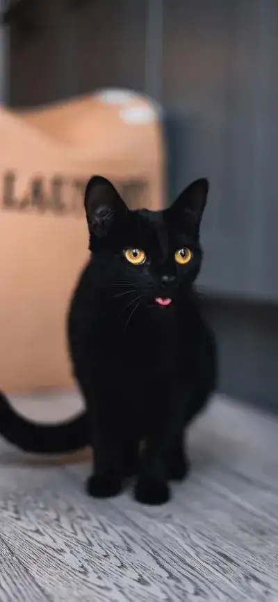 animal