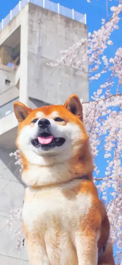 animal