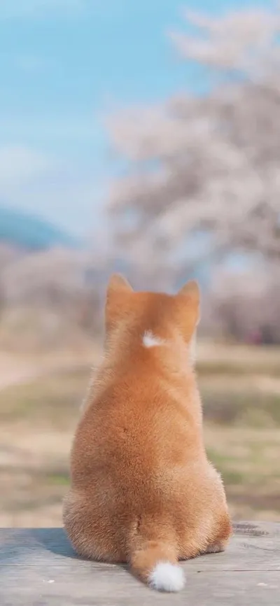 animal