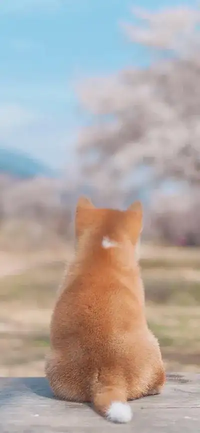 animal