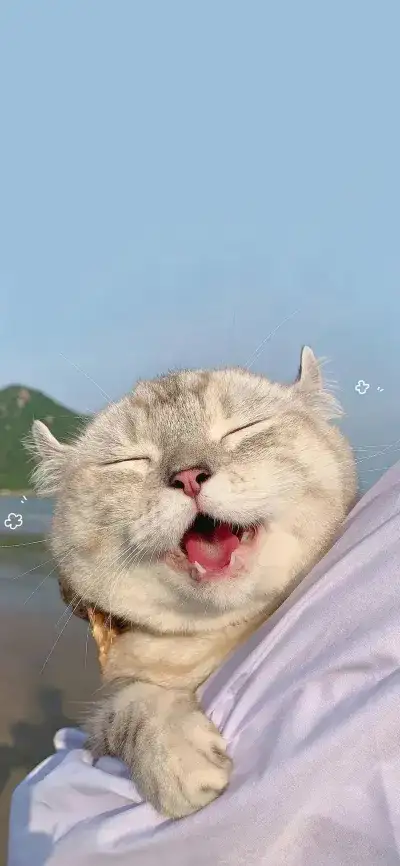 animal