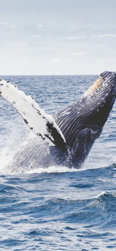animal