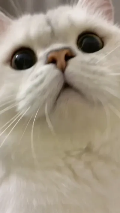 animal