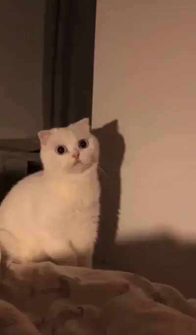 animal