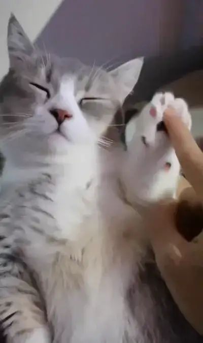 animal