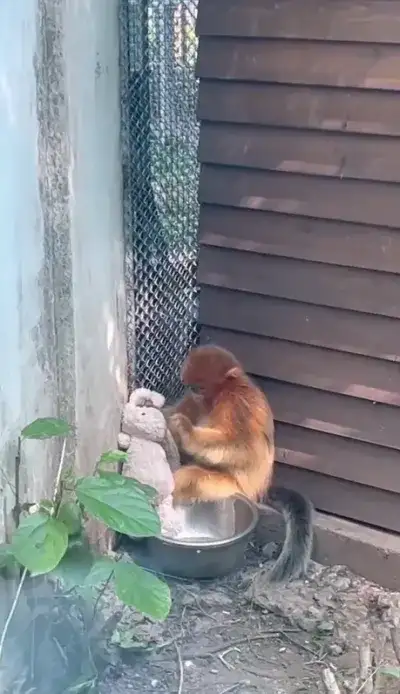animal