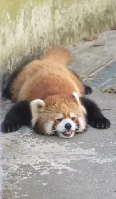 animal