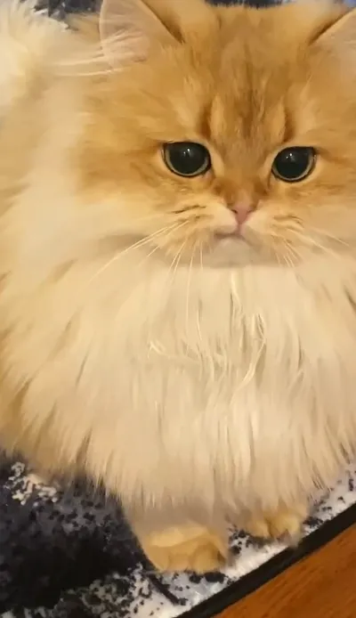 animal