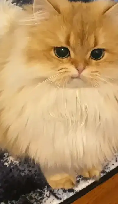 animal