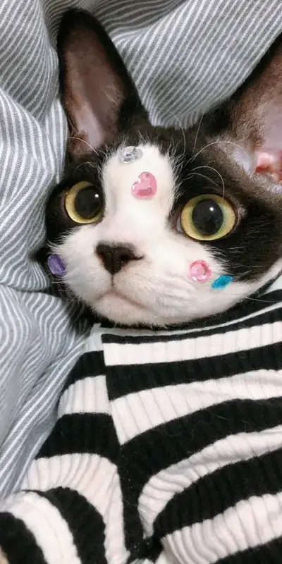 animal