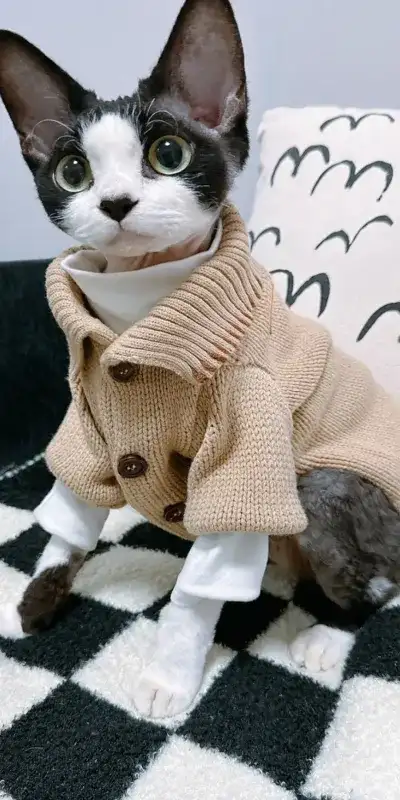 animal