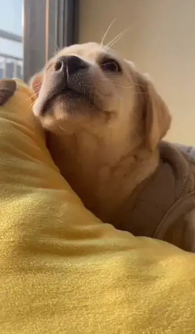 animal