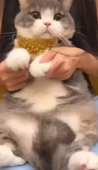 animal