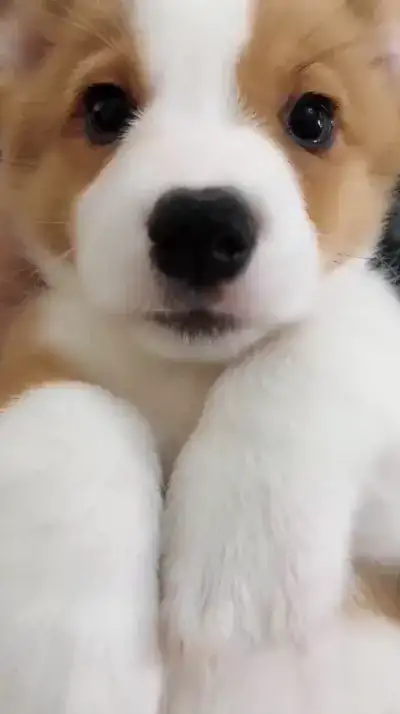 animal