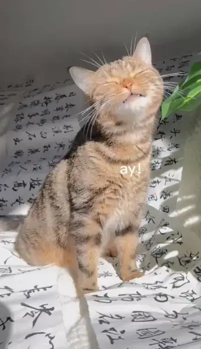 animal