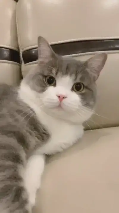 animal